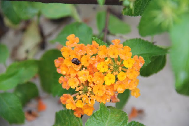 Flora Wonder Blog Veitch Nurseries Plant Introductions