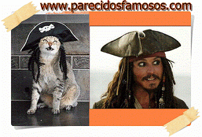 Jack Sparrow gato pirata con Jack Sparrow