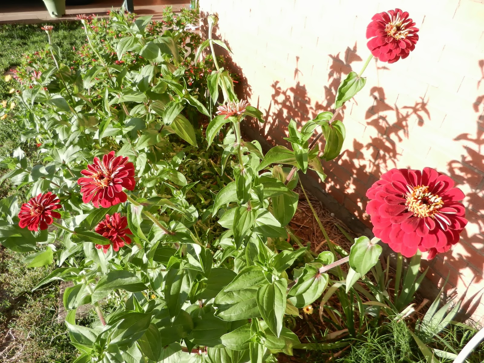 autumn zinnias pictures autumn zinnias pictures
