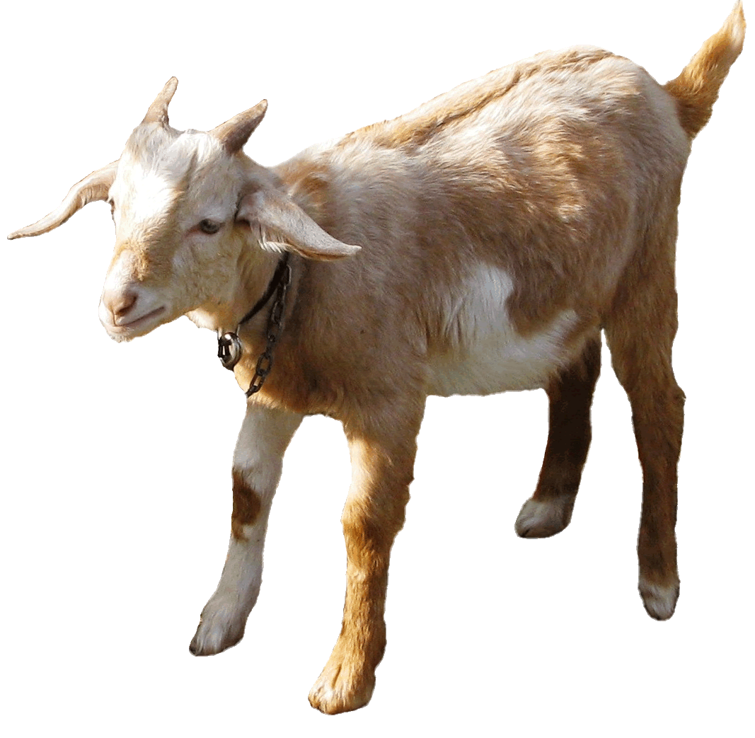 Beautiful Animal Goat Wallpapers HD ~ Desktop Wallpapers free Download