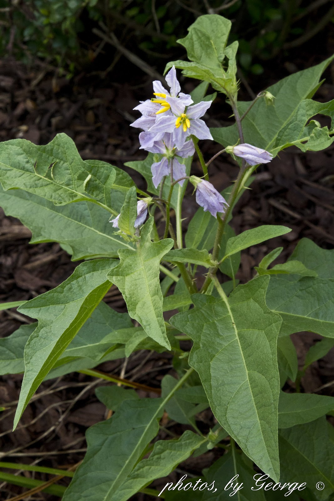 "What's Blooming Now" Carolina Carolina