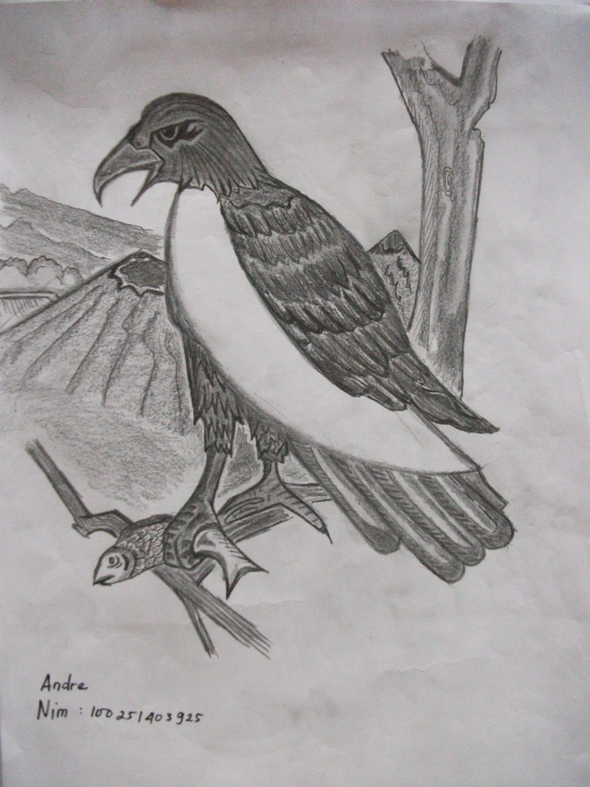 Sketsa Burung ~ Studiotari