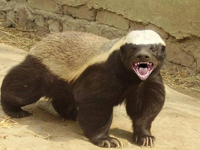 what does honey badger mean in slang