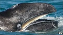 La ballena no tiene dientes.