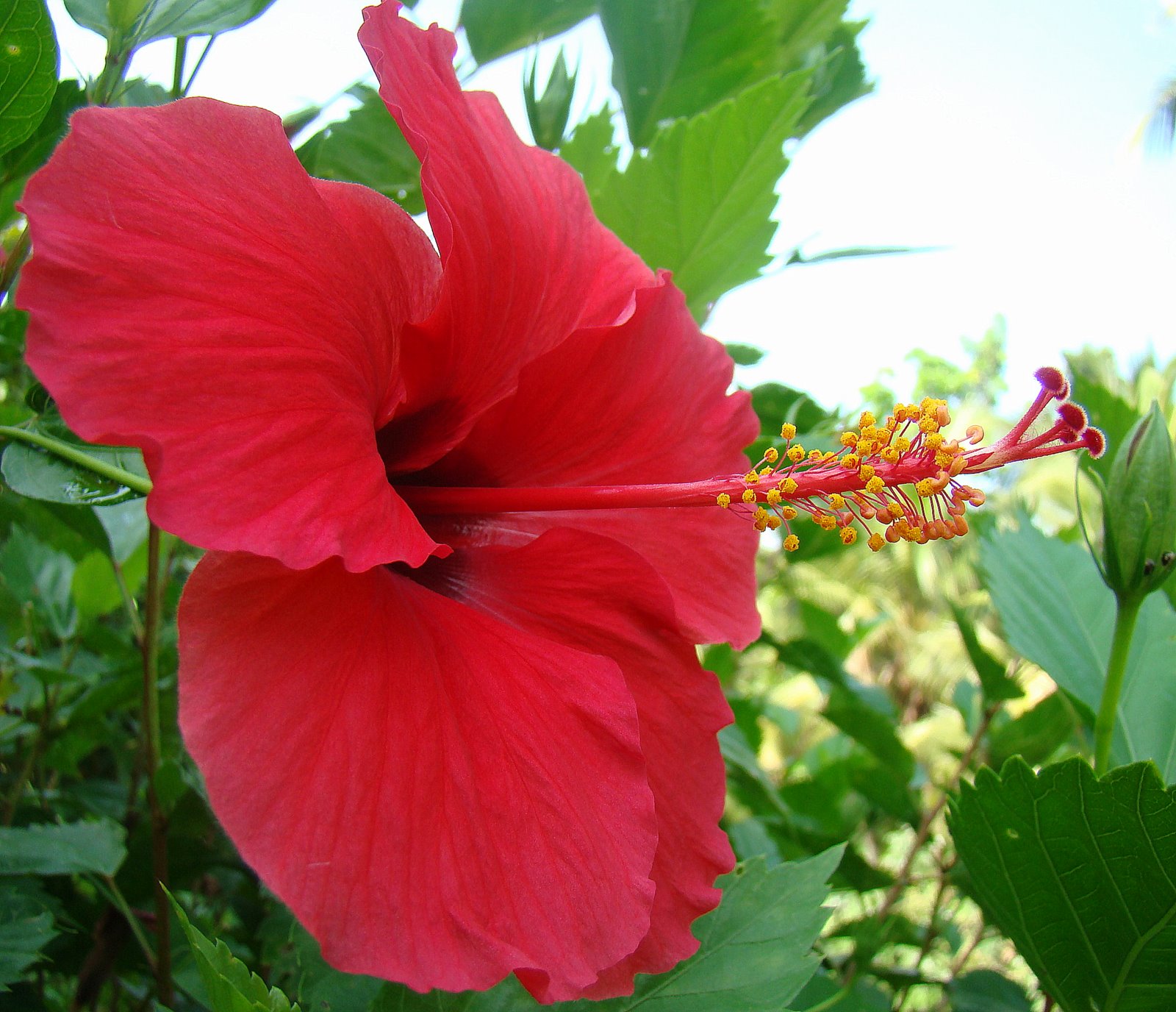 DiscoverSriLanka SRI LANKA FLOWERS