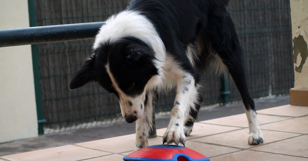 juguetes interactivos para perros con ansiedad