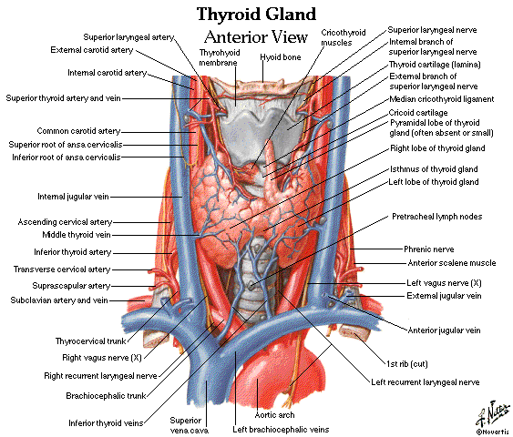 neck anatomy diagram and neck anatomy muscles blood supply diagrams free neck anatomy diagram and neck anatomy muscles blood supply diagrams free