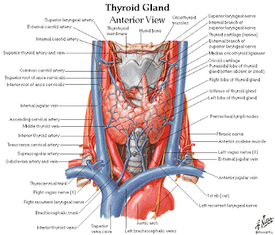 neck diagrams torrent neck diagrams torrent