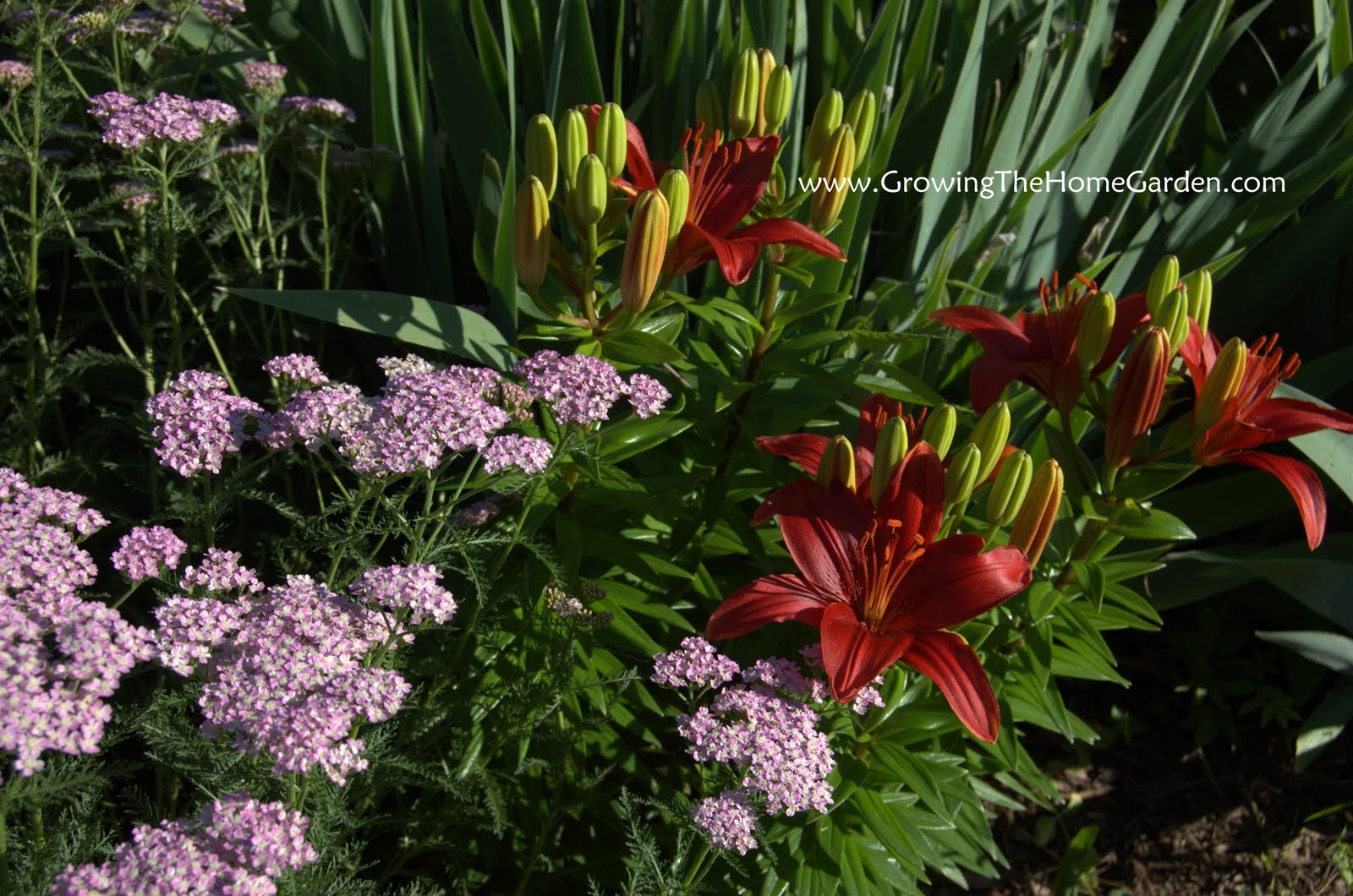 cool combos achillea and asiatic lily growing the home garden cool combos achillea and asiatic lily growing the home garden