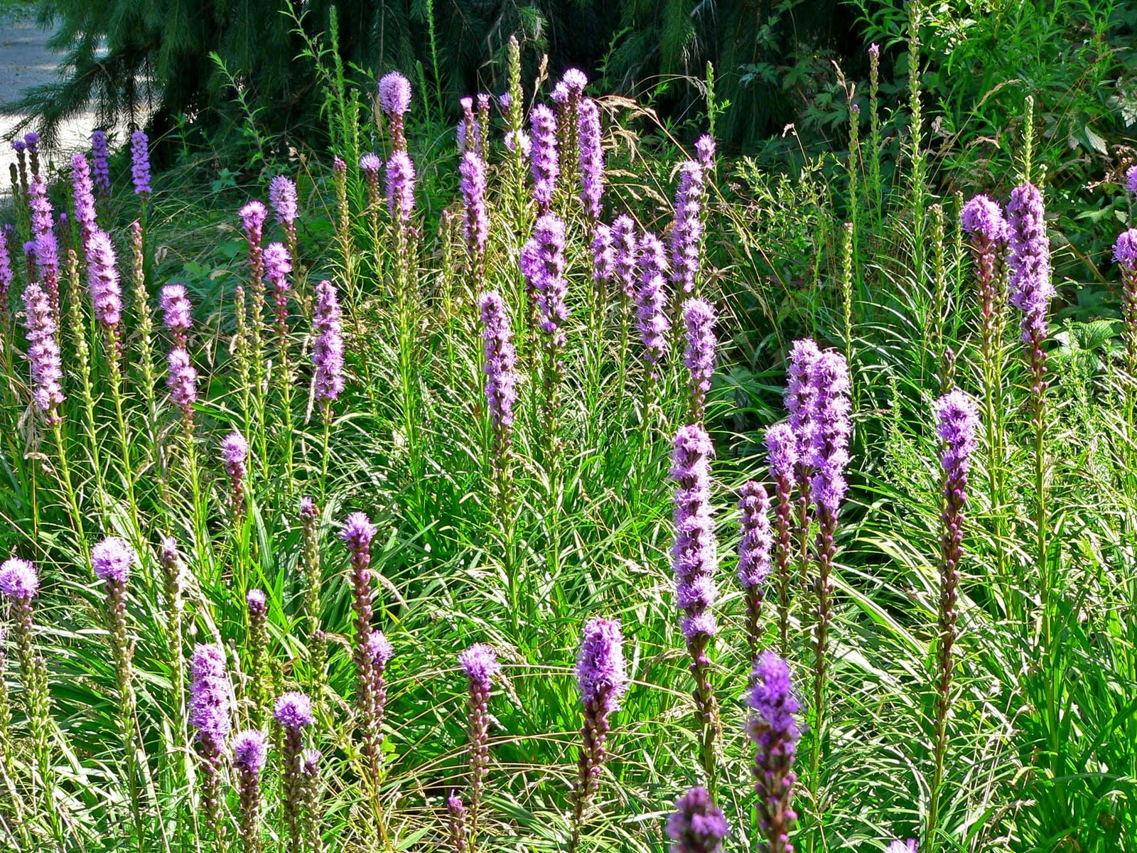 flowers for flower lovers. liatris flowers.