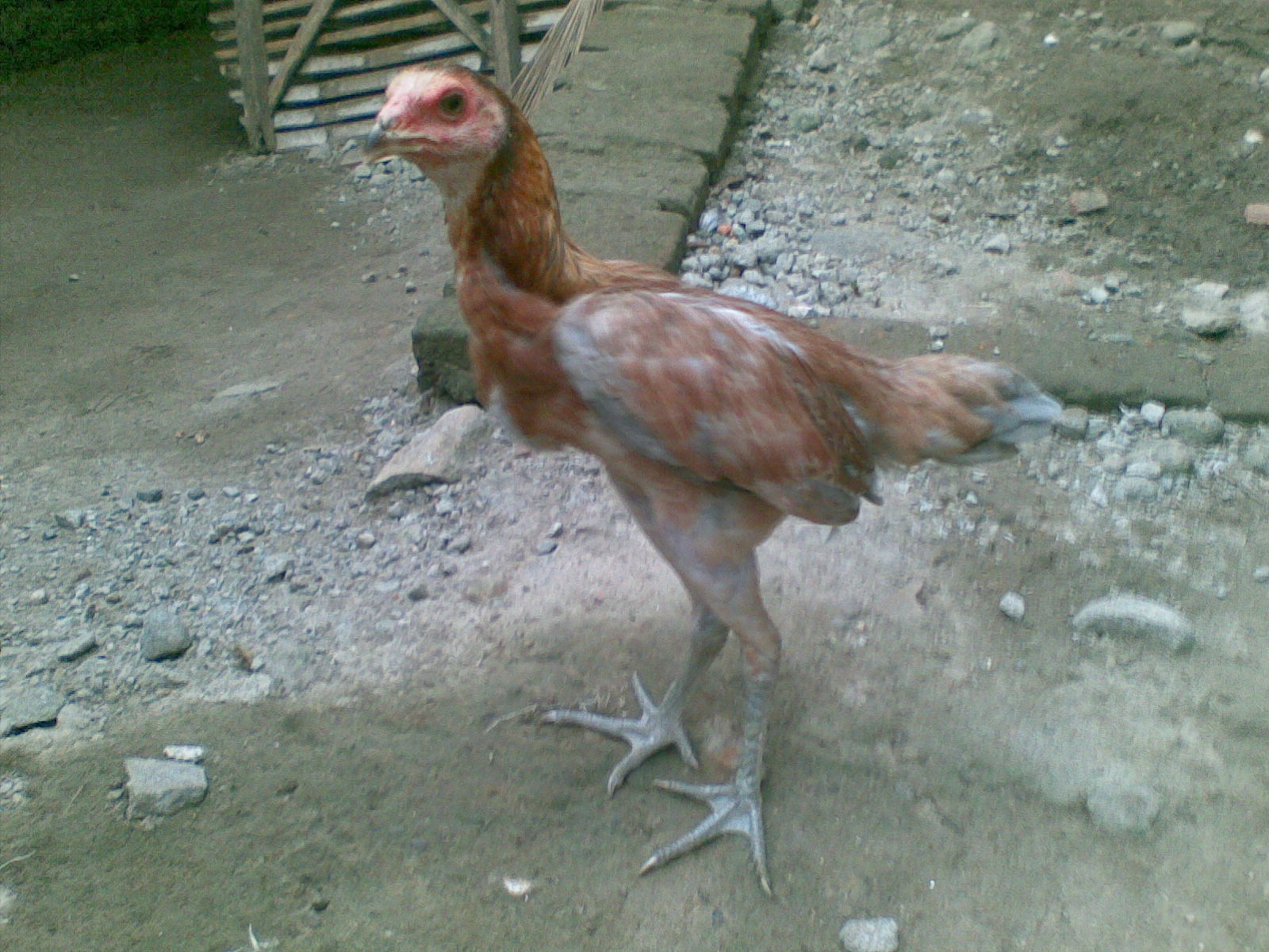 Terjual Betina Kaki Ijo Magon Saparifarm Surabaya Peternak Ayam Aduan Ayam Birma Bangkok Pakhoy Saigon