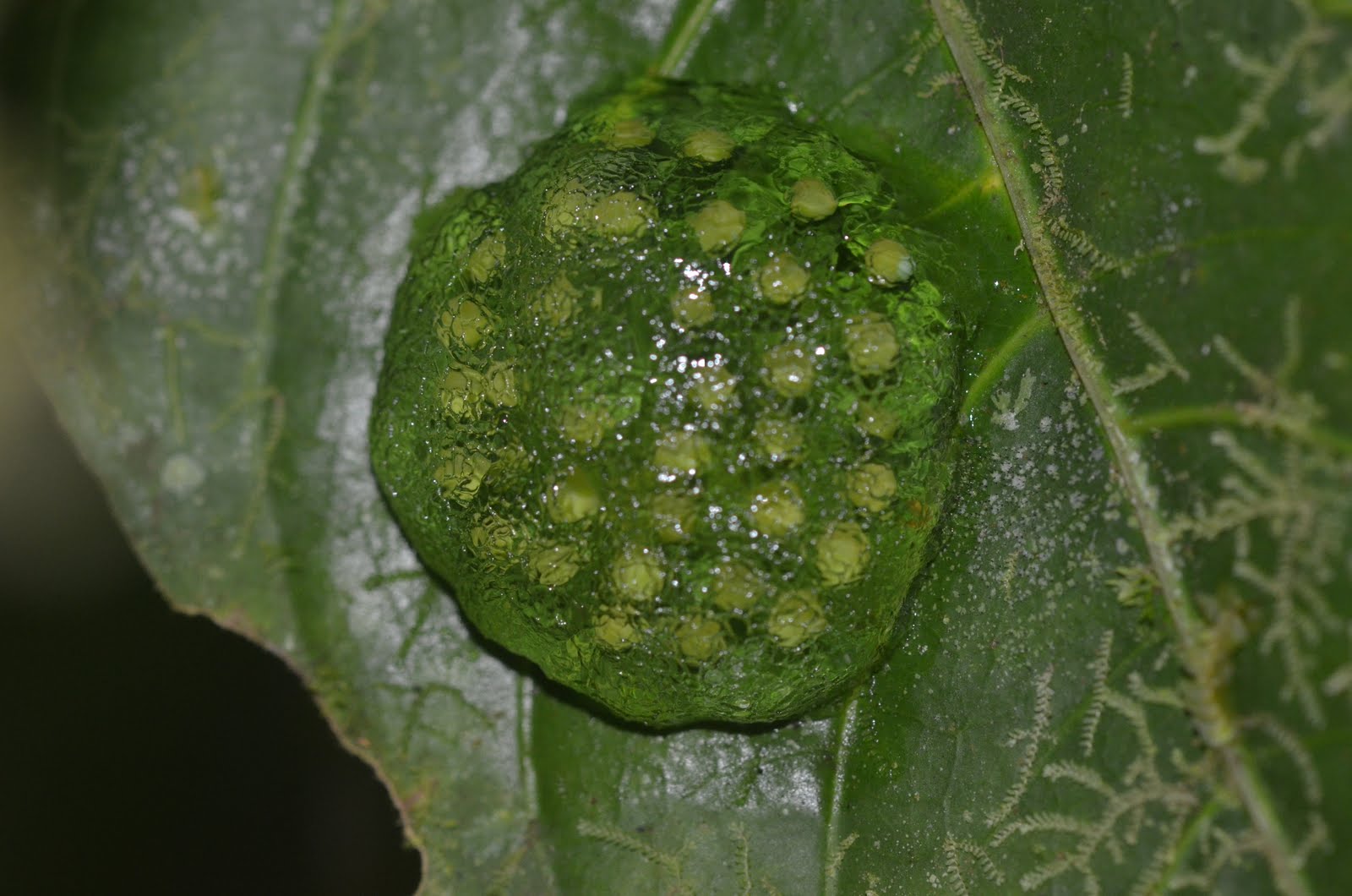 Glass Frog Eggs