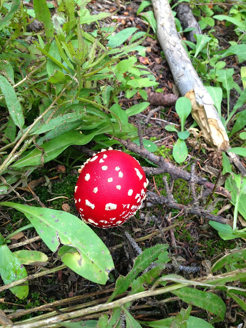 red mushroom close up