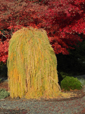 Future Plants By Randy Stewart The Brooms