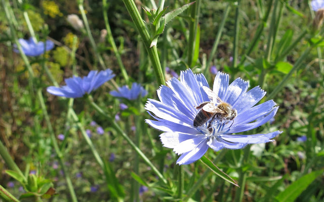 Bee on Chicory Flower