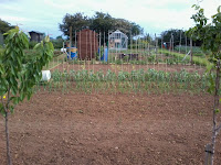 Roots, legumes, tomatoes, squash and sweetcorn