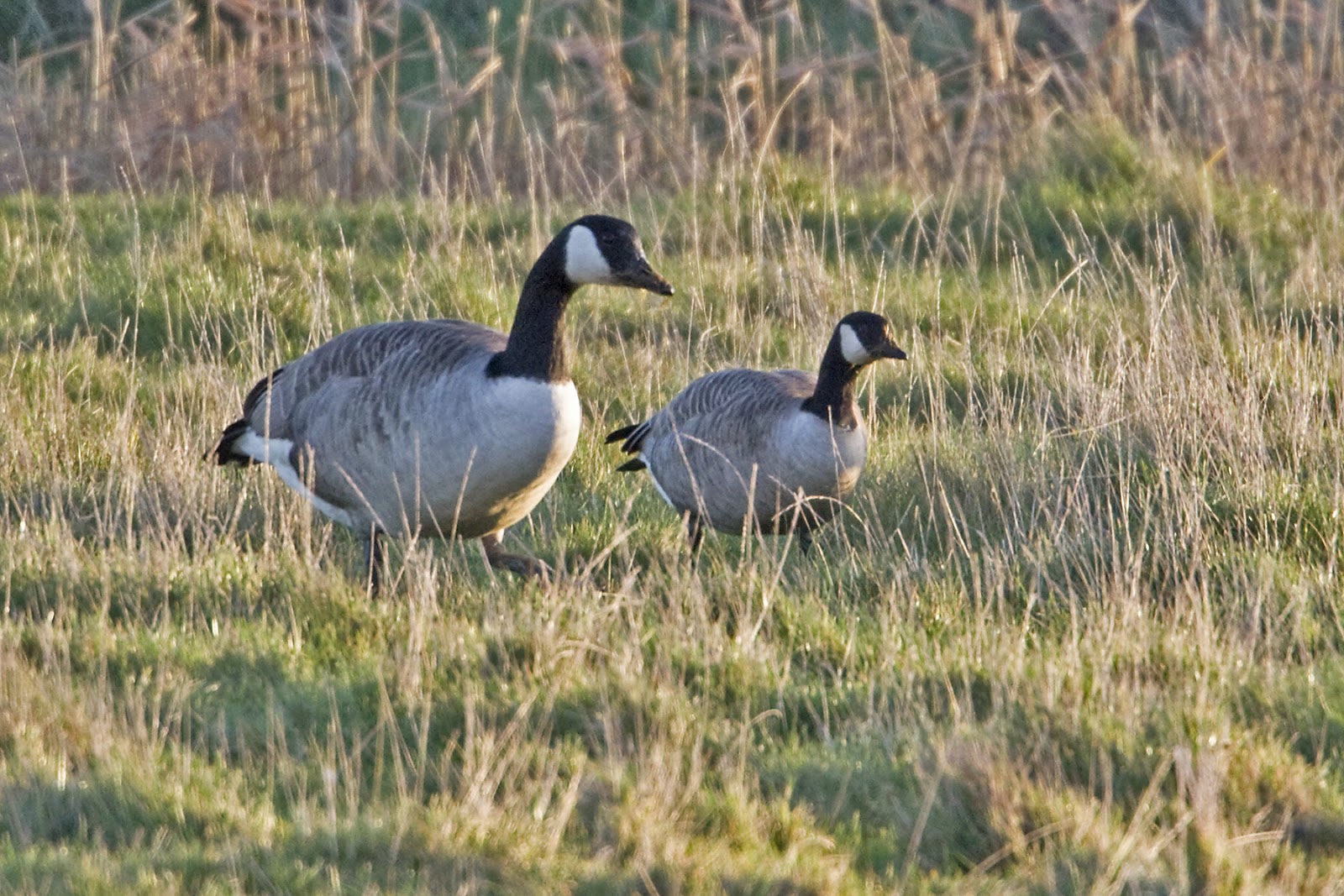 PETER'S PORTFOLIO..............Bird & Wildlife Photography Lesser Canada Goose