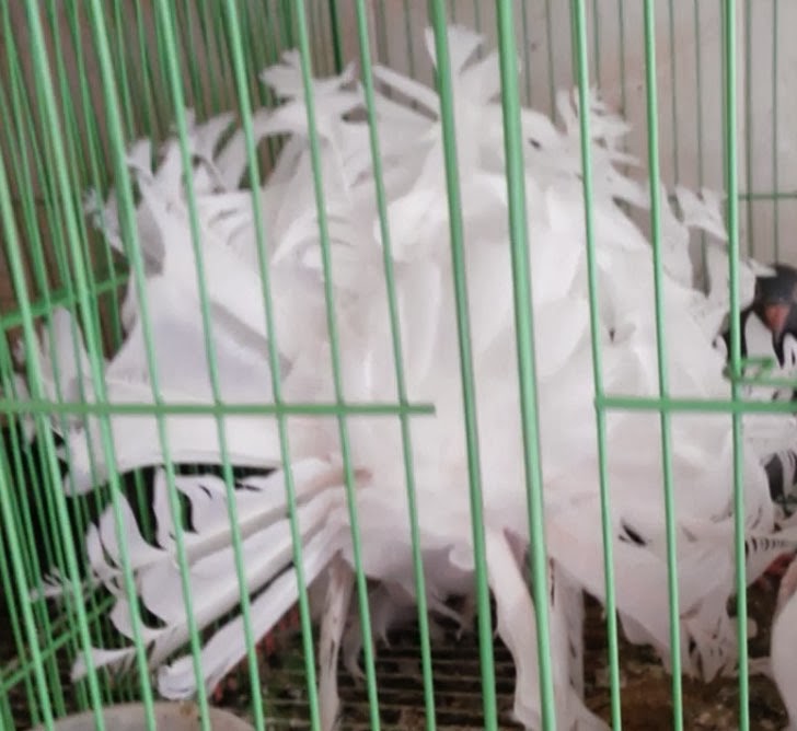 Thai Fantail Pigeon Origin Description Size Ornaments Colors Caring