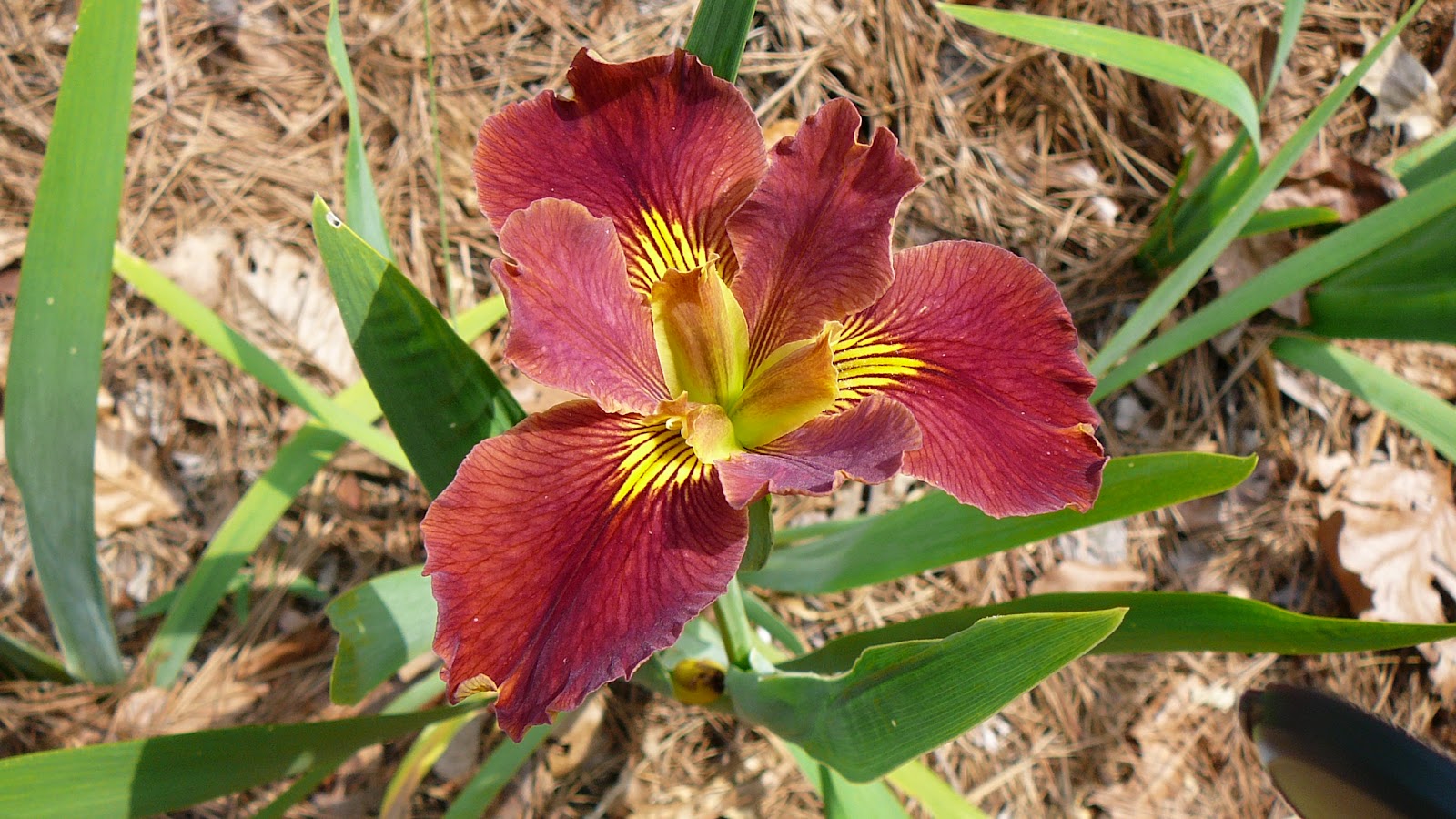 World of Irises LA Irises, The Wildflower of the State of Louisiana