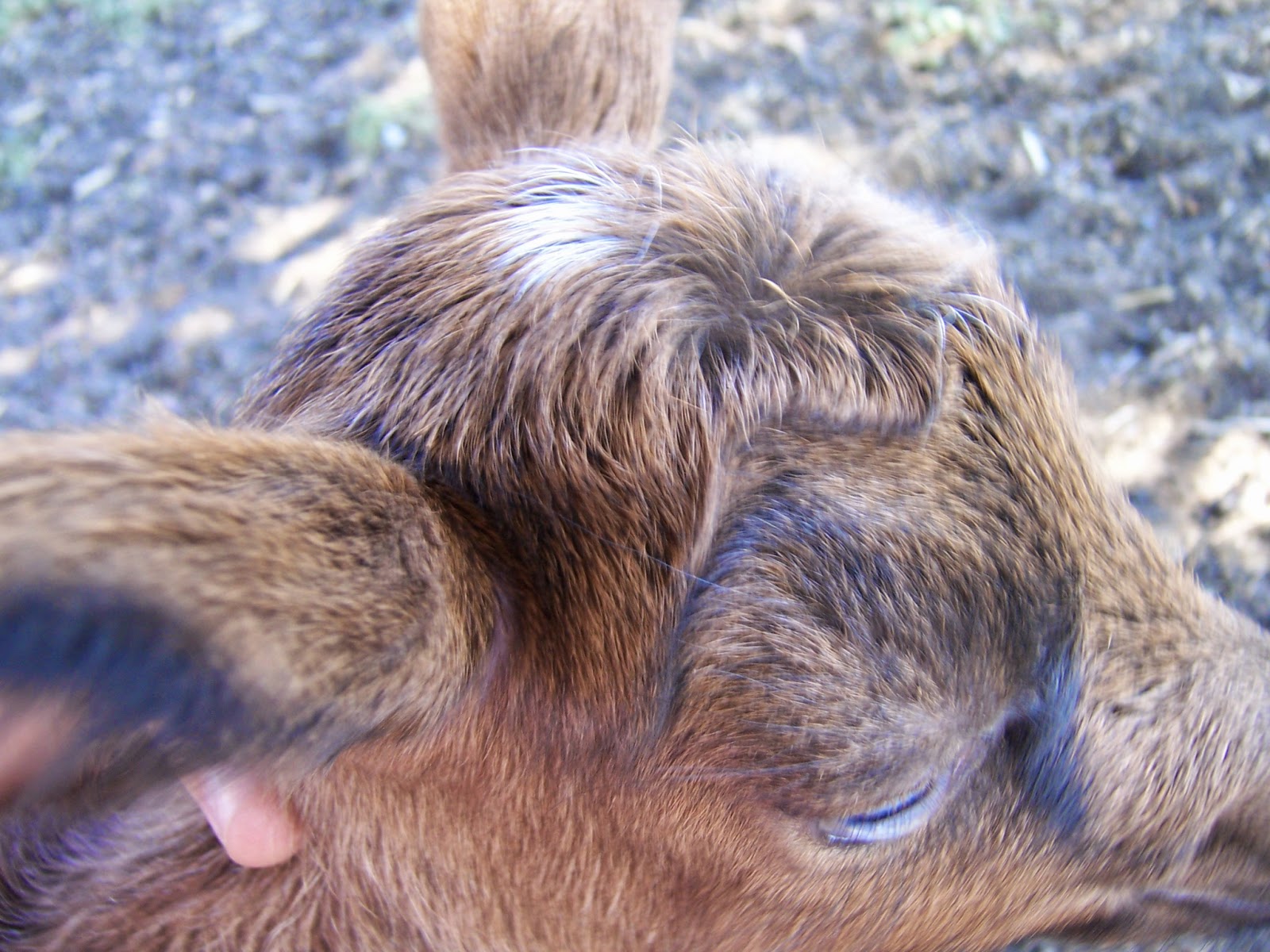 An At Home Daughter: Happenings and Lots of Baby Animals