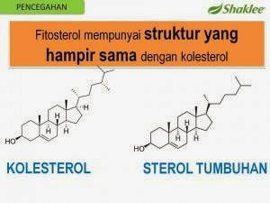struktur fitosterol