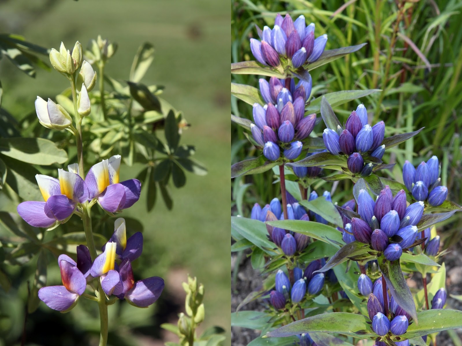 Divine Floréal MFH Part 5a Geneva, Gruyere and Bern of Switzerland