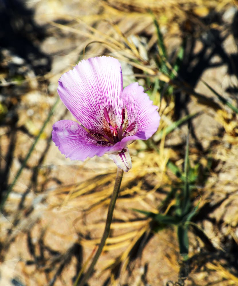 Alakli Mariposa Lily, Calochortus striatus_8331