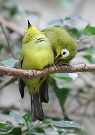 burung_kacamata.jpeg http://budidaya-plus.blogspot.com/