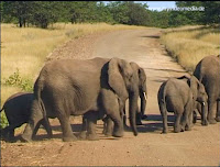 Elephants in Kruger National Park Elephants in Kruger National Park