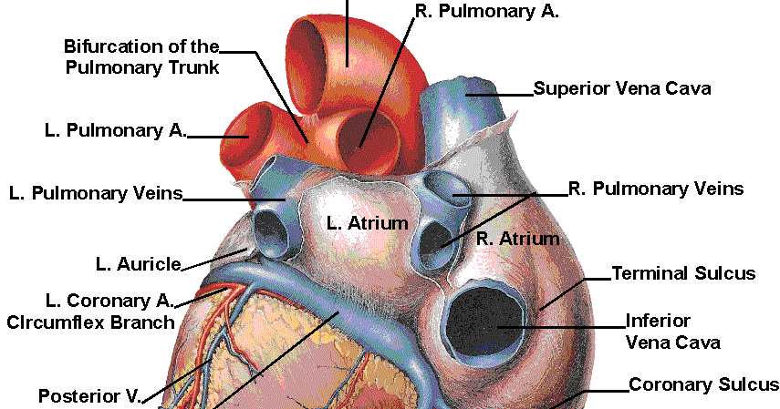 Human Anatomy Heart 032012» Vector Clip Art - Free Clip Art Images
