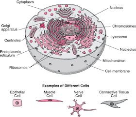 Learning In Grace: Human Body Unit- Cells - 5th Grade