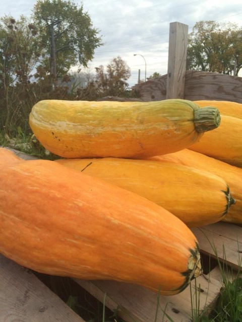 While not all of the seeds produced fruit, some grew this once-extinct squash.