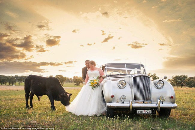 This bull almost ruined newlyweds photo shoot (9 pics), bull photobombs newlyweds photo shoot
