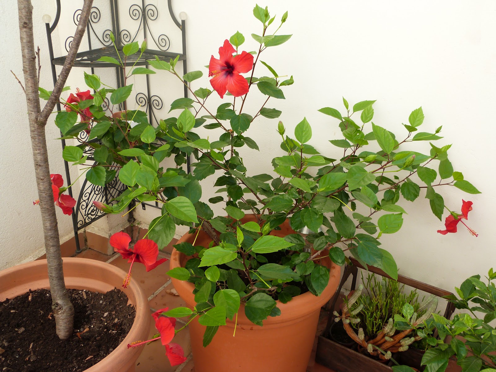 Las Flores de mi Jardín: HIBISCUS