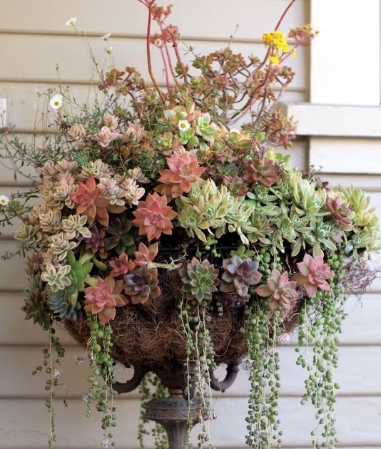 Renaissance Little Green Book Beautiful succulent hanging basket