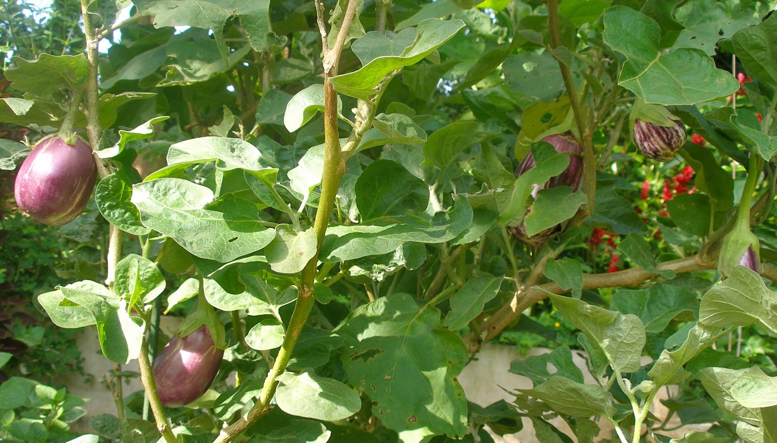 La conCIENCIA de mi patio - Agrochic: Gardening Inspiration & Advice