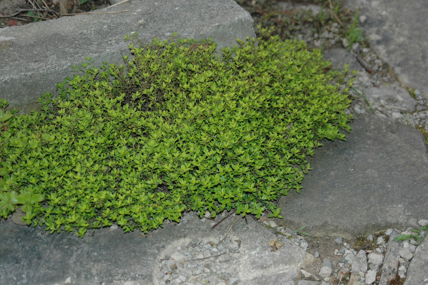 Thymus sp.