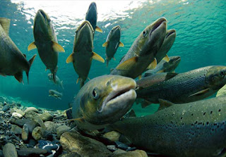 Atlantic Salmon