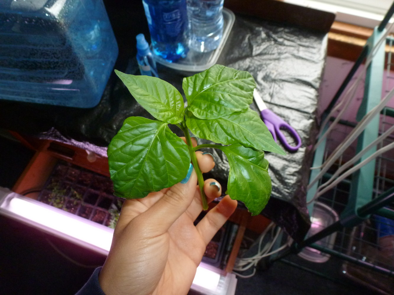 pruning pepper plants download pruning pepper plants download