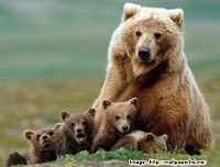 "cute bear" "bear with her family" "bear" "bear family" "family"