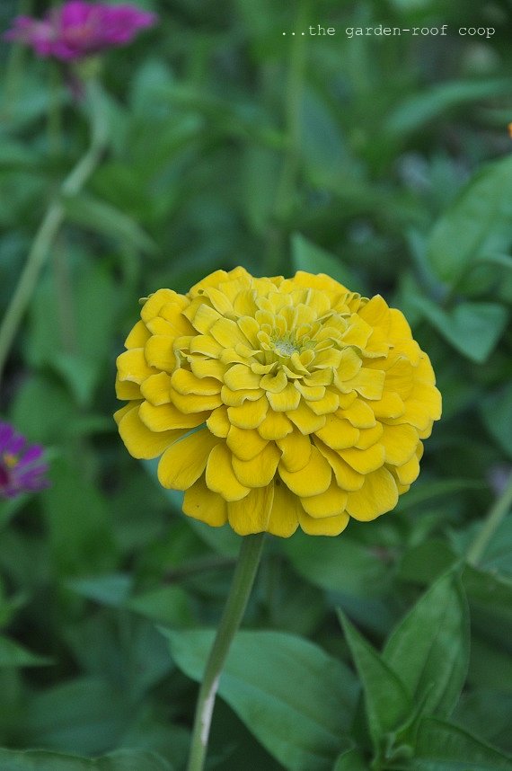Zinnia Canary Bird