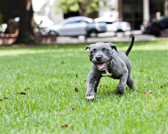 Rigor Mortis In Small Dogs Rigor Mortis In Small Dogs