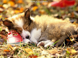Dog with red shoe wallpaper