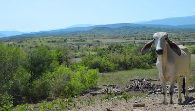 los-hoyos-desierto-la-tatacoa-huila los-hoyos