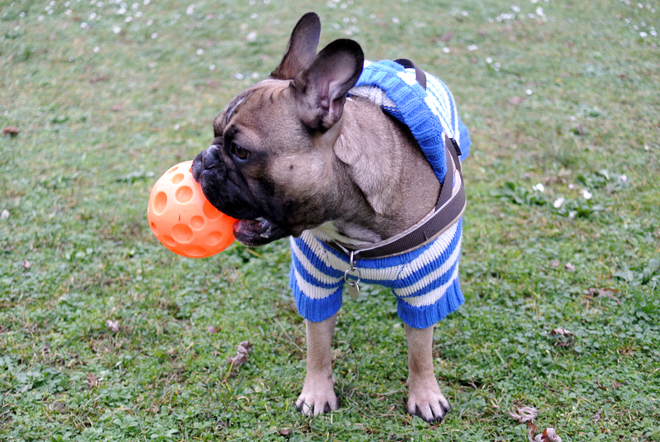French Bulldog Ball French Bulldog Ball