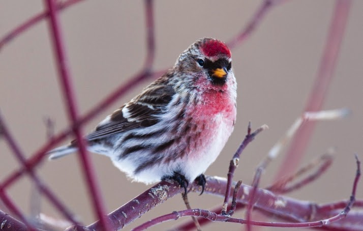 photo share small red finch photo share small red finch