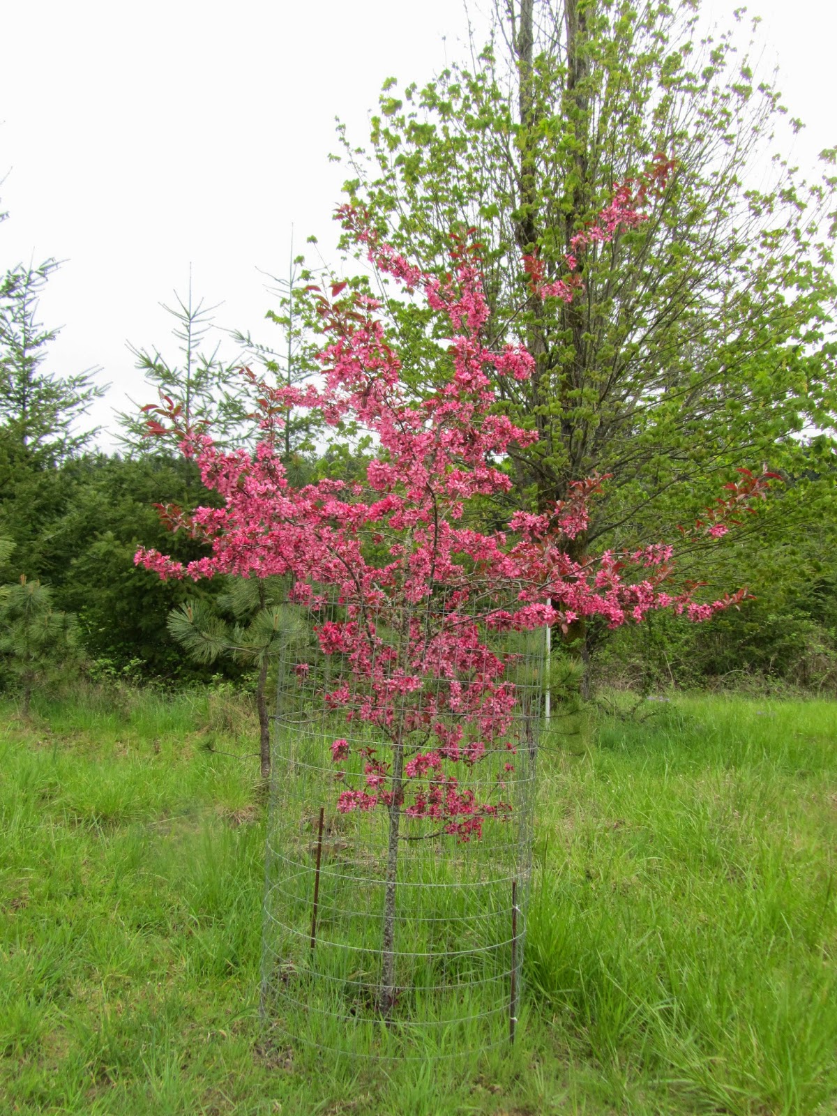 Four Hills of Squash The Royal Raindrops Crab Apple
