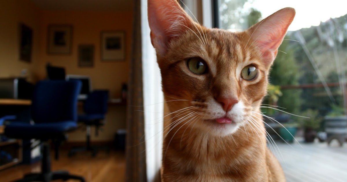 passive house cat flap