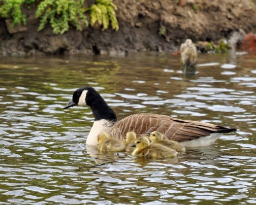 Adult Canada goose with goslings Adult Canada goose with goslings