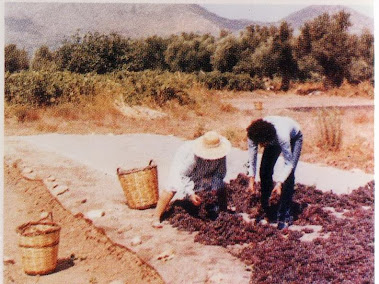 ΤΟ ΑΠΛΩΜΑ ΤΗΣ ΣΤΑΦΙΔΑΣ ΣΤΟ ΑΛΩΝΙ ΠΑΝΩ ΣΕ ΚΑΡΑΒΟΠΑΝΟ